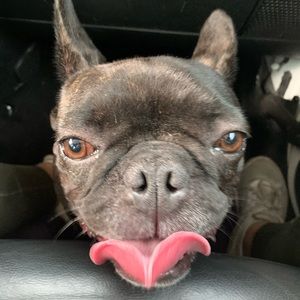 Meet your Posher, Sophie